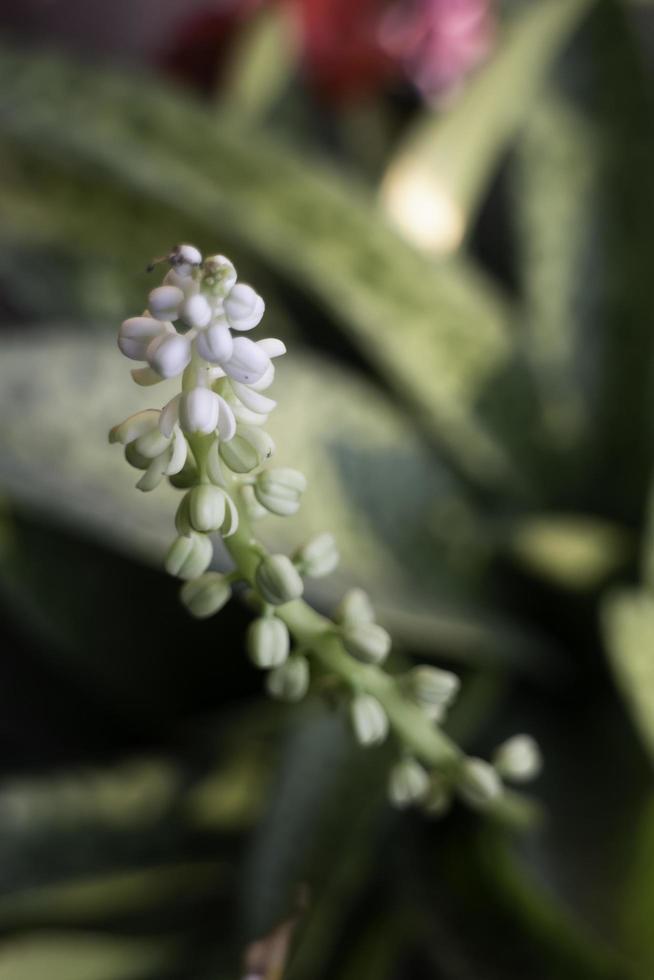 sierplant in de tuin foto