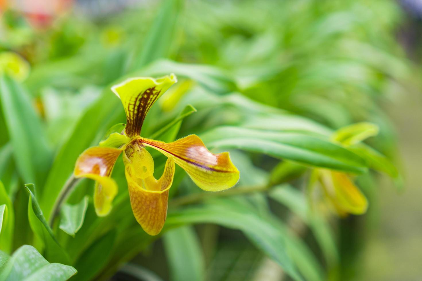 gele orchideebloemen foto