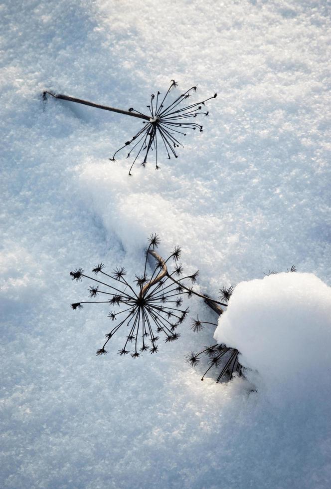 gedroogde planten in de sneeuw foto