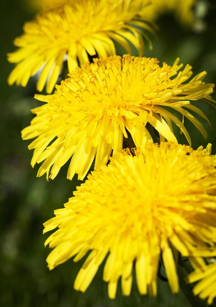 drie gele paardebloemen foto