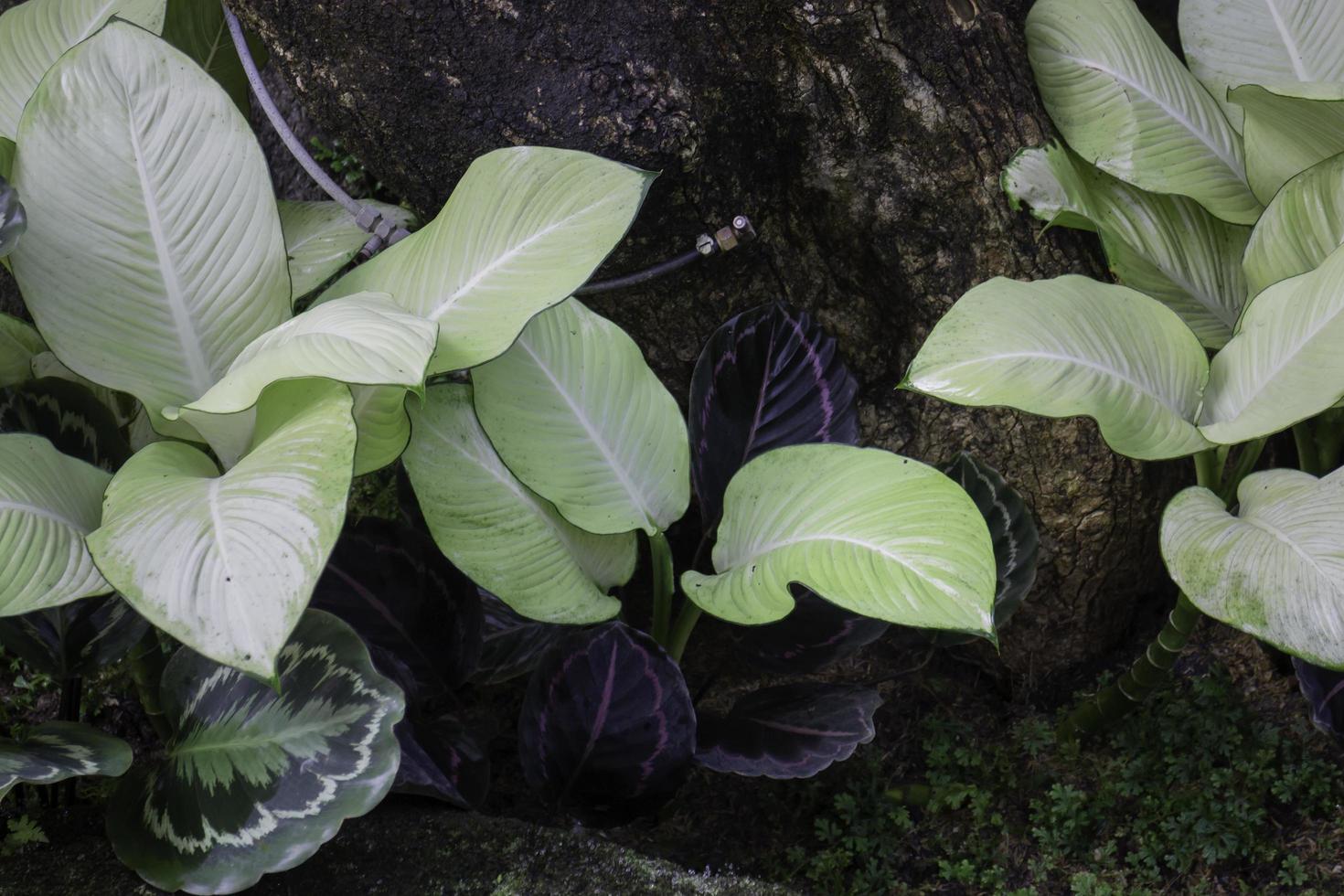 planten in de tuin foto