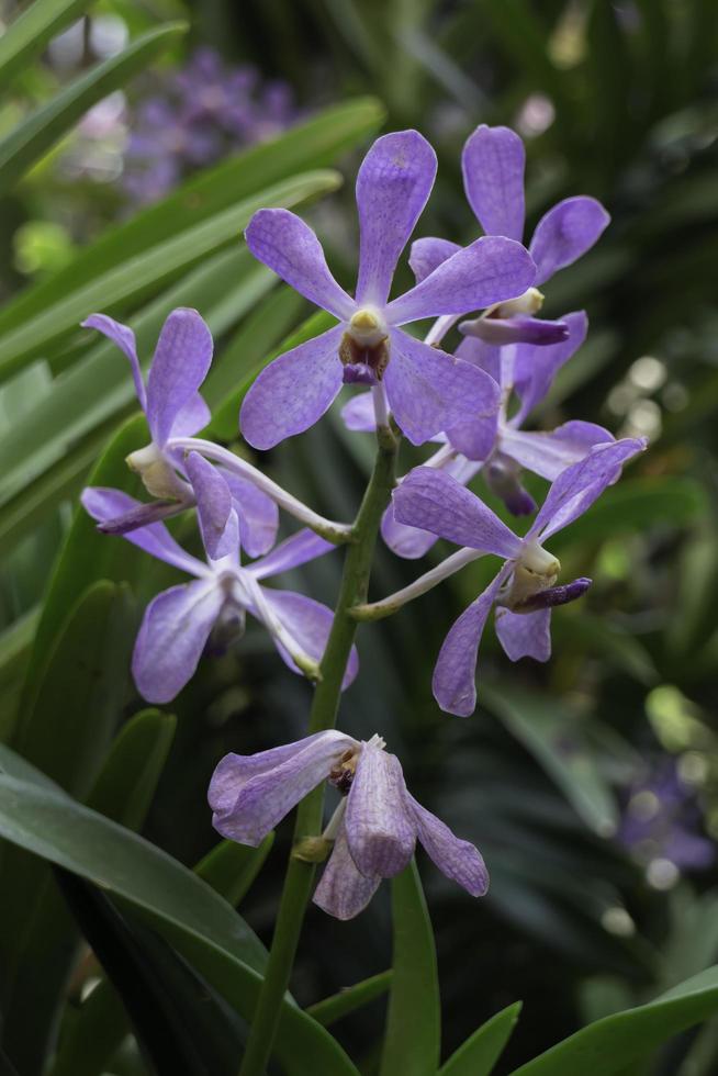 kleurrijke orchideeën in de tuin foto