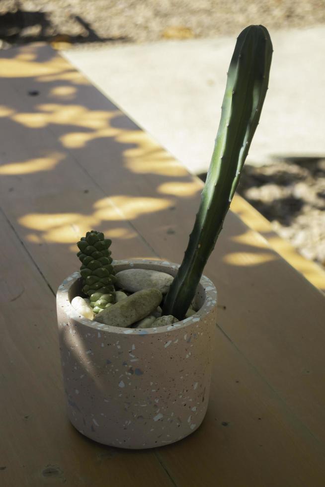 cactus in een plantenpot foto