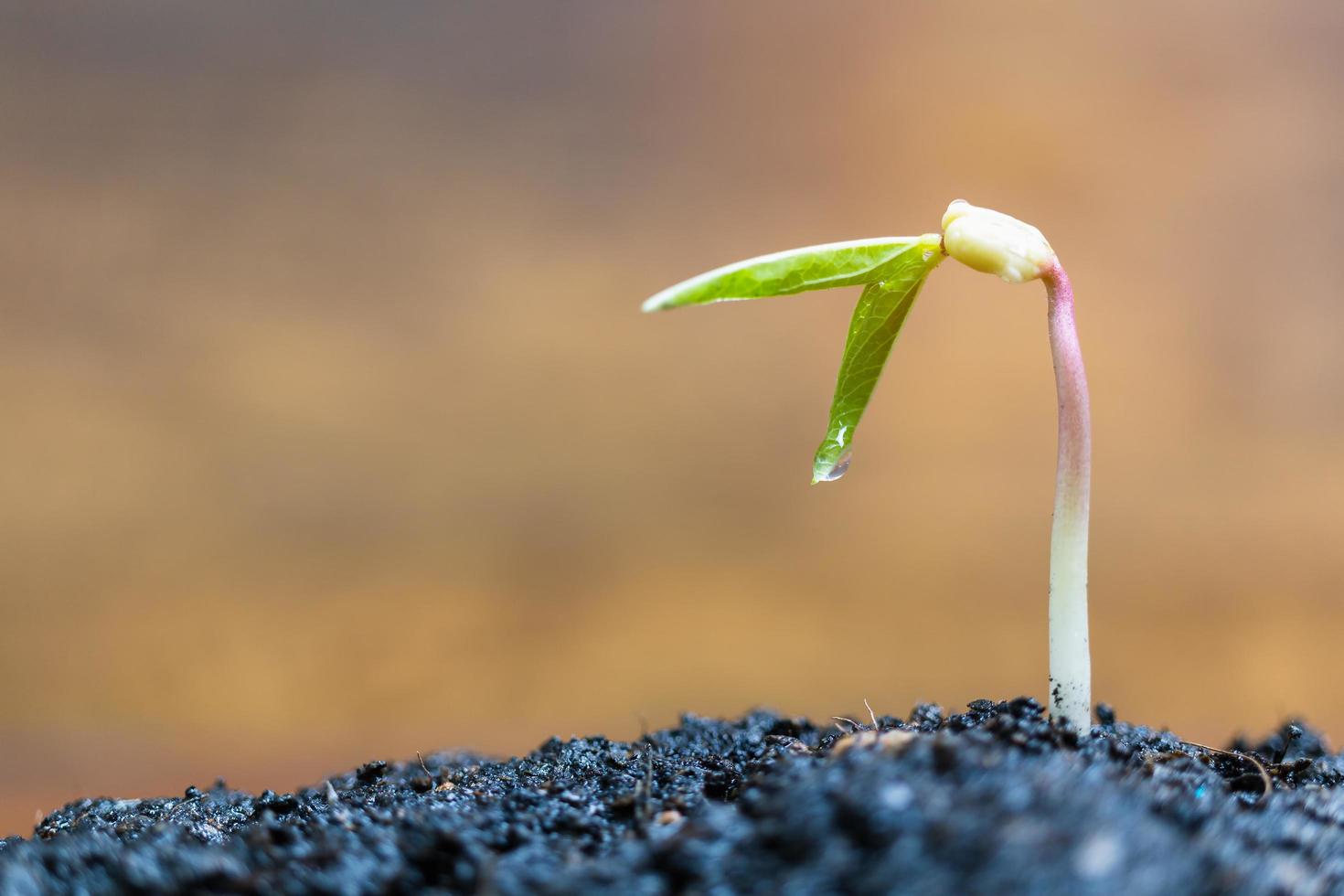 groene spruit groeit over een bruine achtergrond, zaailing en plant foto