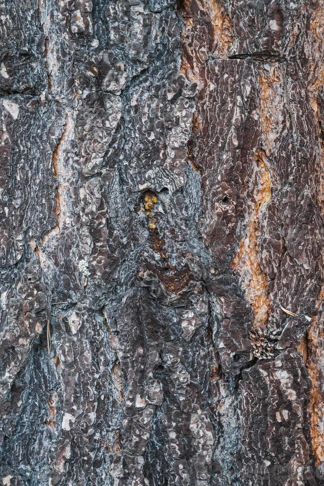 textuur van de schors van een oude pijnboom foto