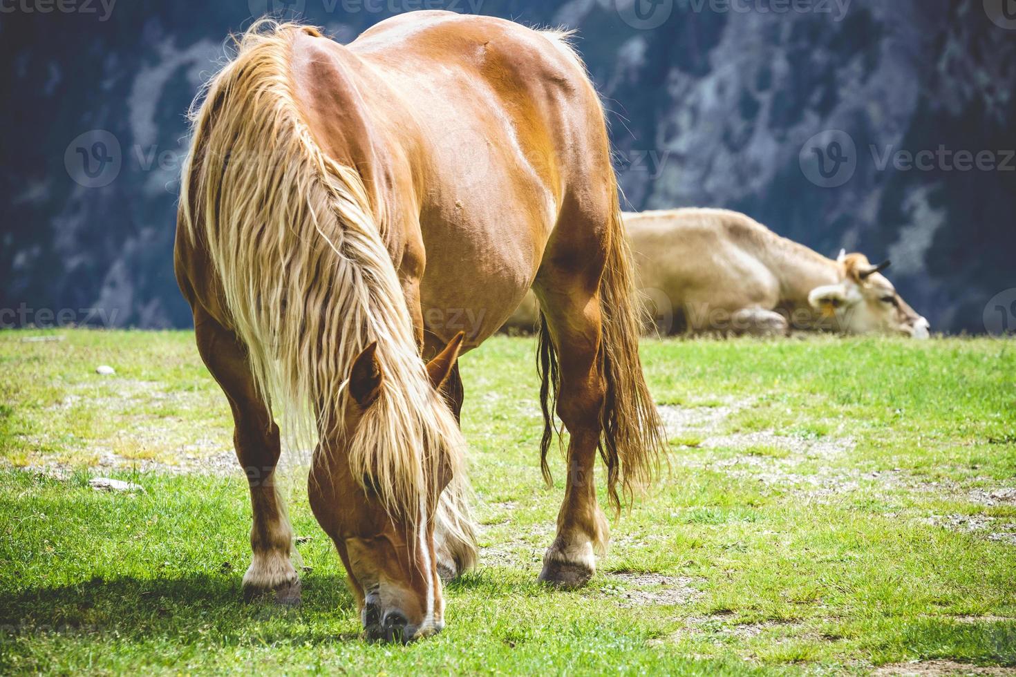 kastanje paard grazen in een weiland foto