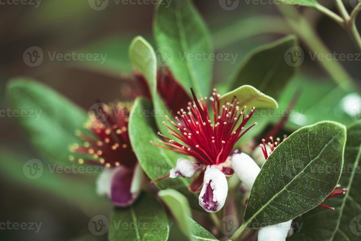 exotische rode bloemen van ananas guaveboom foto