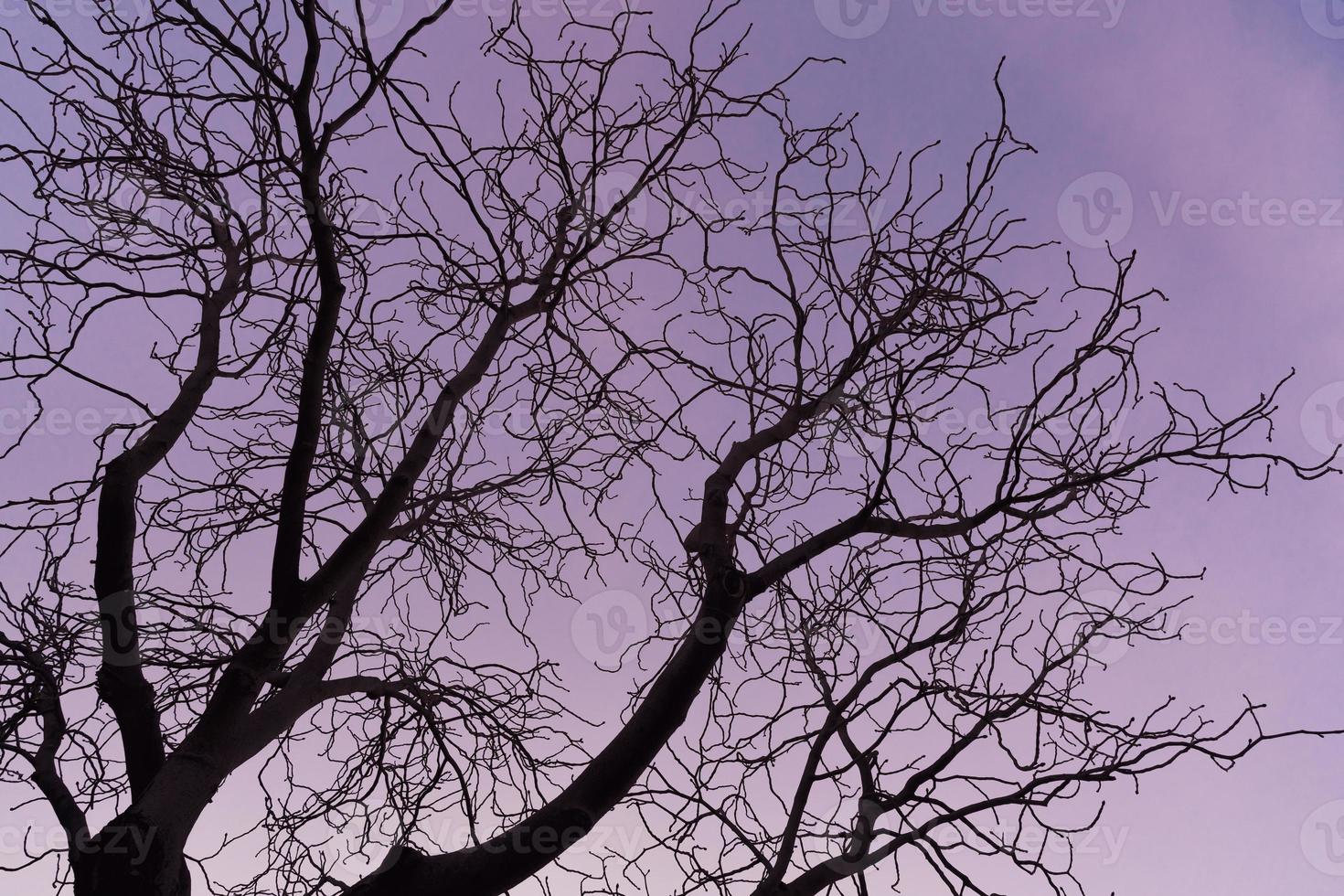 kale takken van een paardenkastanjeboom bij paarse zonsondergang foto