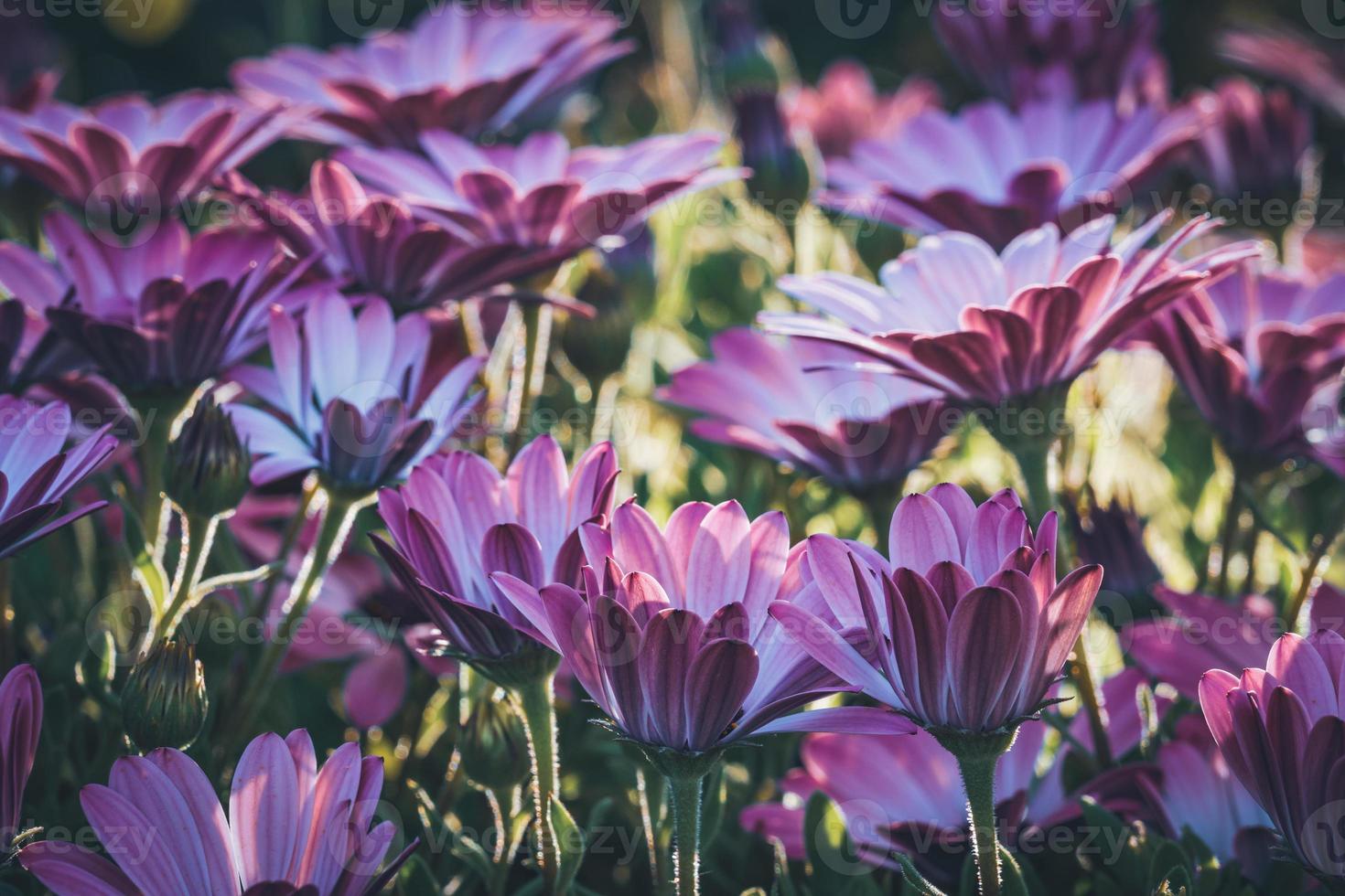 paarse en roze bloemen van Afrikaanse madeliefje foto