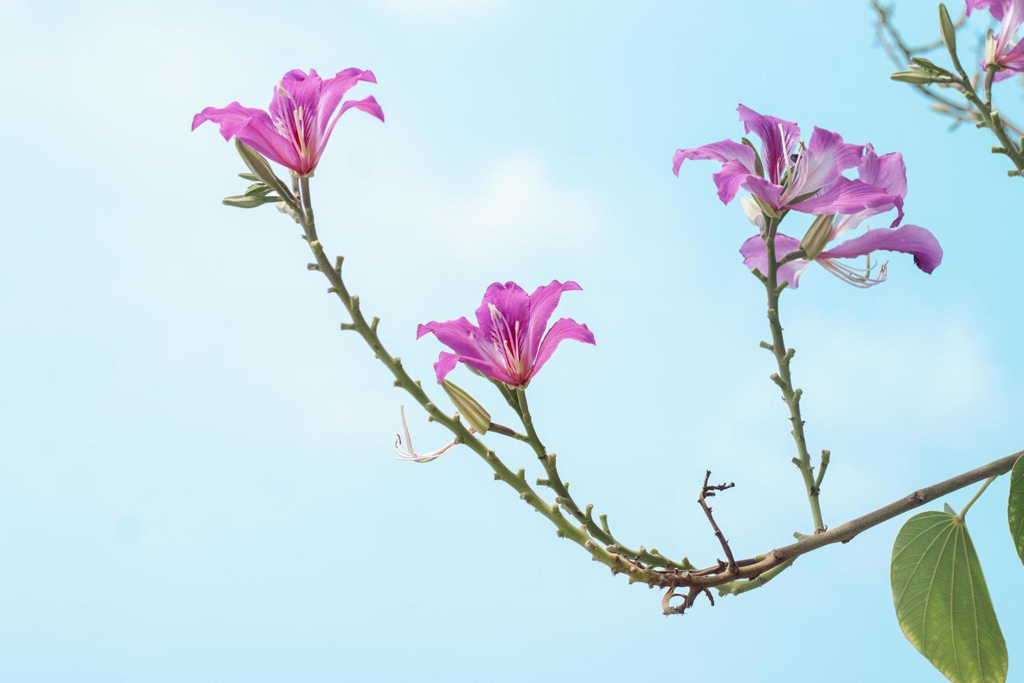 mooi bauhinia purpurea bloem bloeien Aan boom in de tuin Aan helder blauw lucht foto