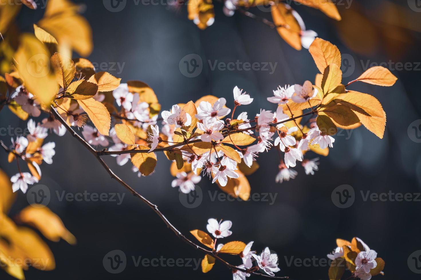 bloemen van pruimenboom in het vroege voorjaar foto