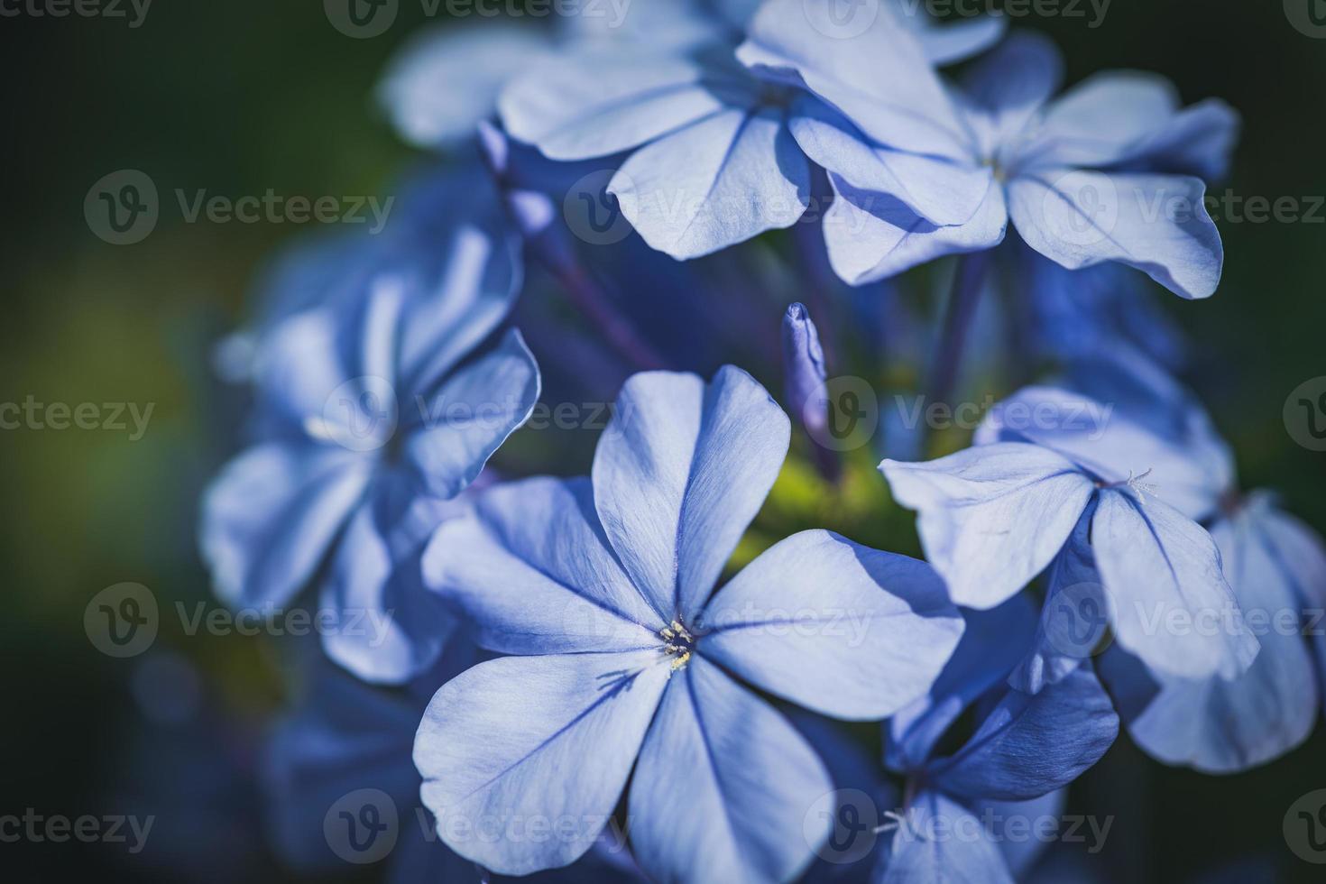 blauwe bloemen van cape leadwort ook wel bekend als blauw plumbago foto