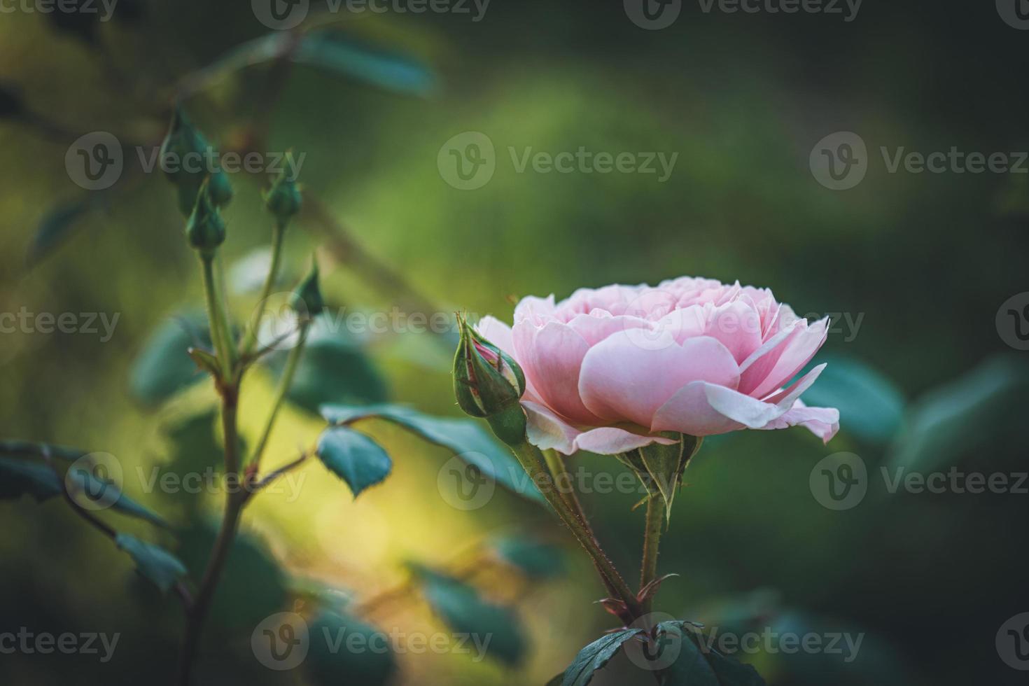 lichtroze roos en knoppen in een tuin foto