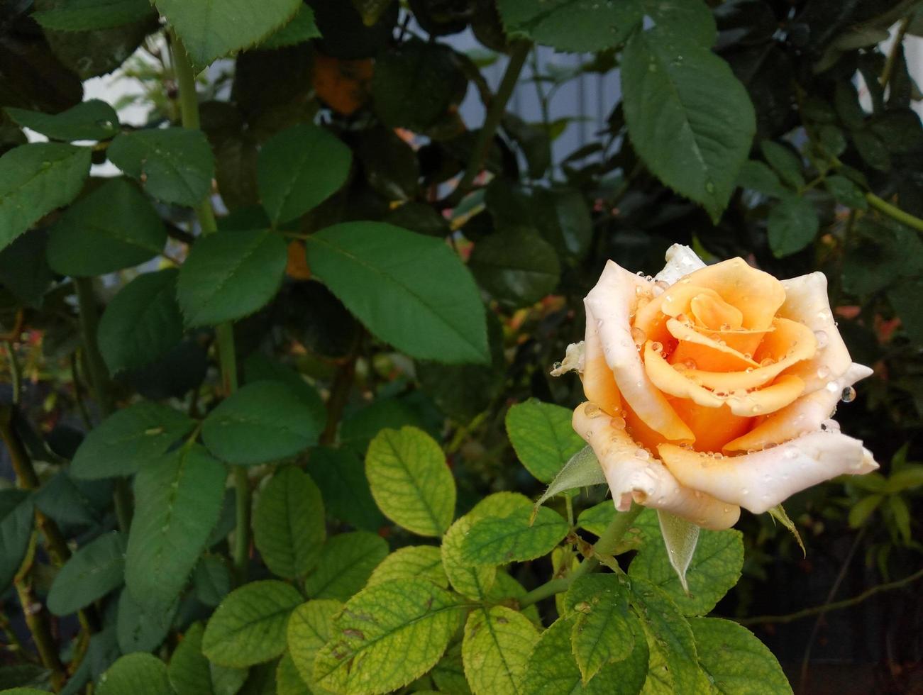 oranje roos met water druppels groen blad wazig achtergrond ontwerp sjabloon ansichtkaart boek Hoes website Valentijnsdag dag foto