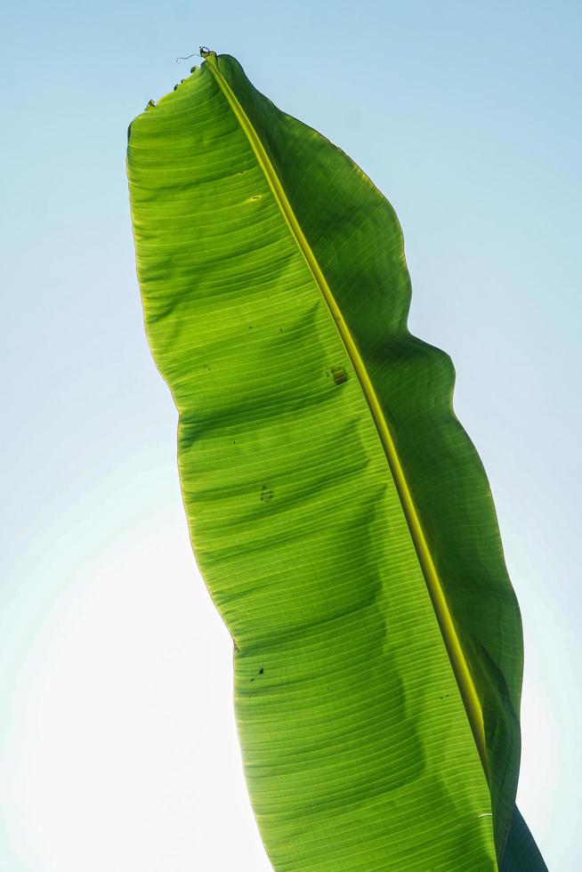 banaan blad Aan een blauw wolk achtergrond foto