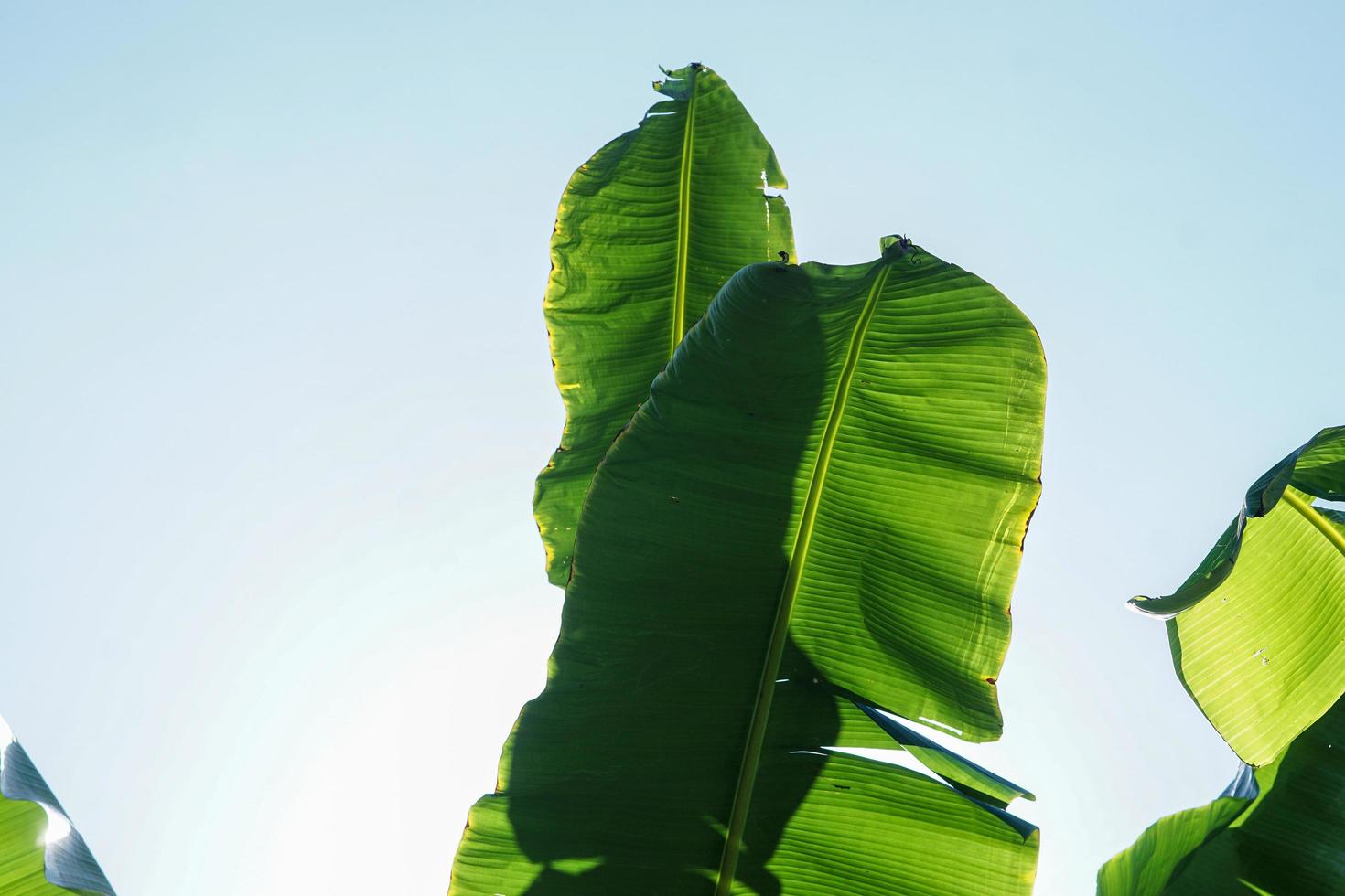 banaan blad. groen laten staan. groen blad achtergrond. abstract achtergrond foto