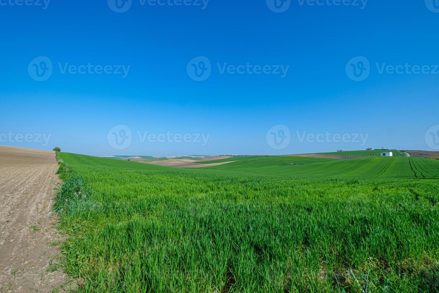 groen ingezaaid veld met blauwe lucht foto