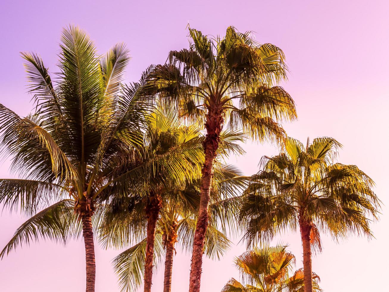 prachtige tropische kokospalmen foto