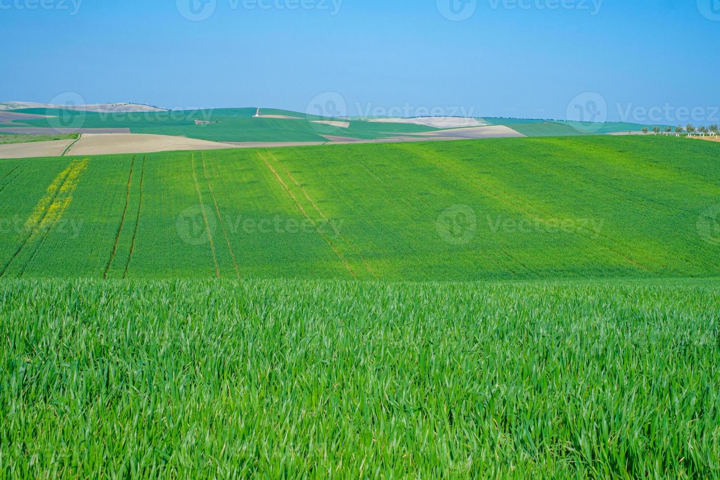 groen ingezaaid veld met blauwe lucht foto