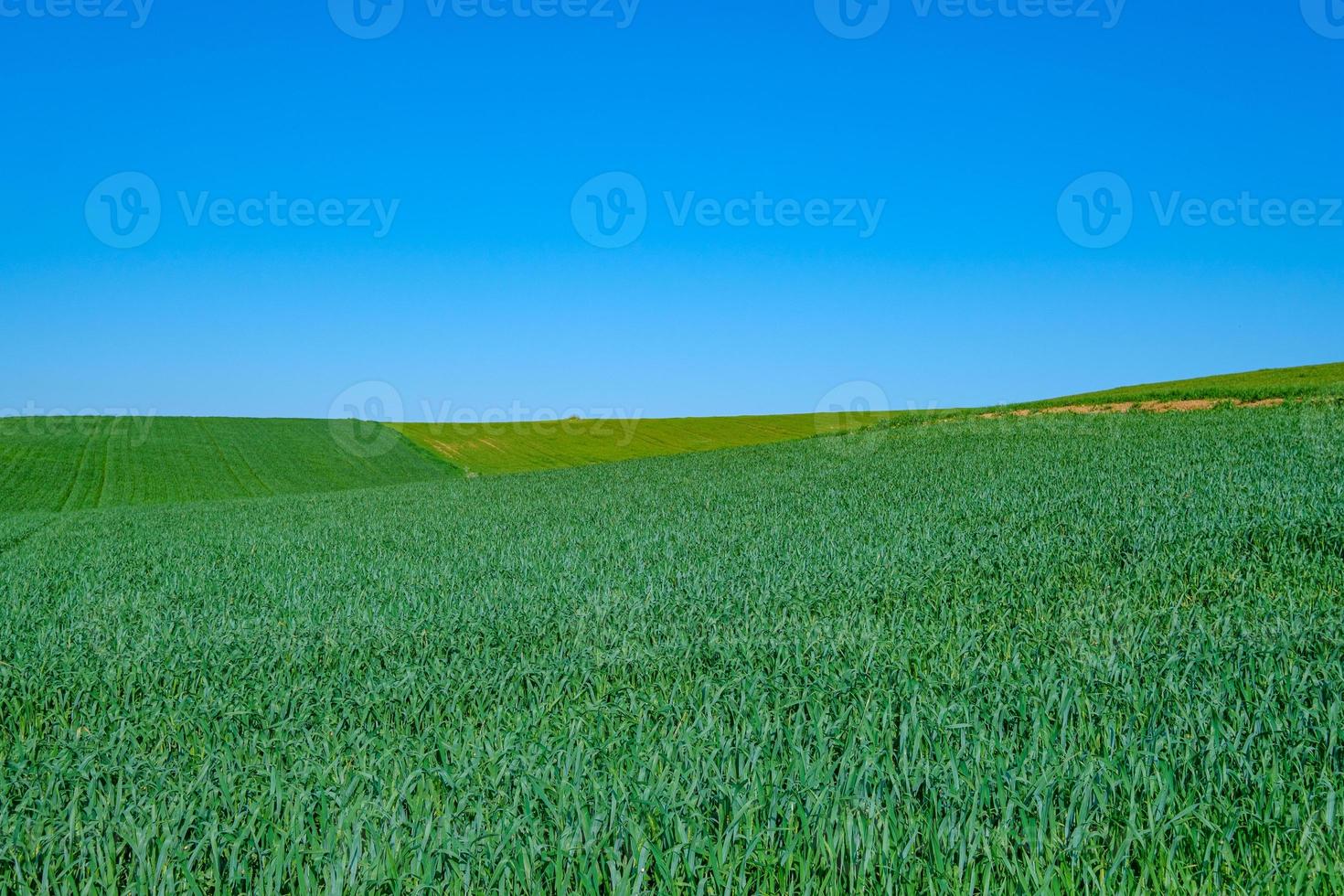 groen ingezaaid veld met blauwe lucht foto