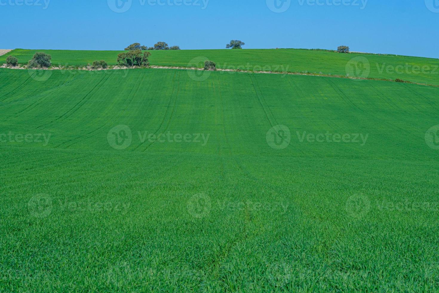 met gras begroeide groene veld foto