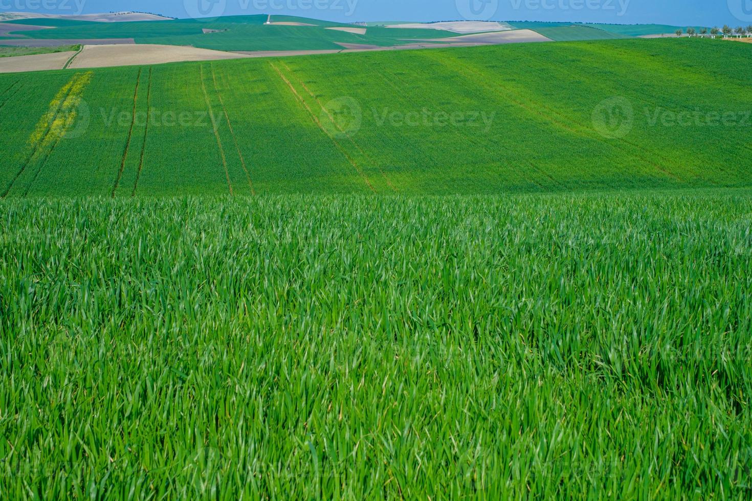 met gras begroeide groene landelijke gebied foto