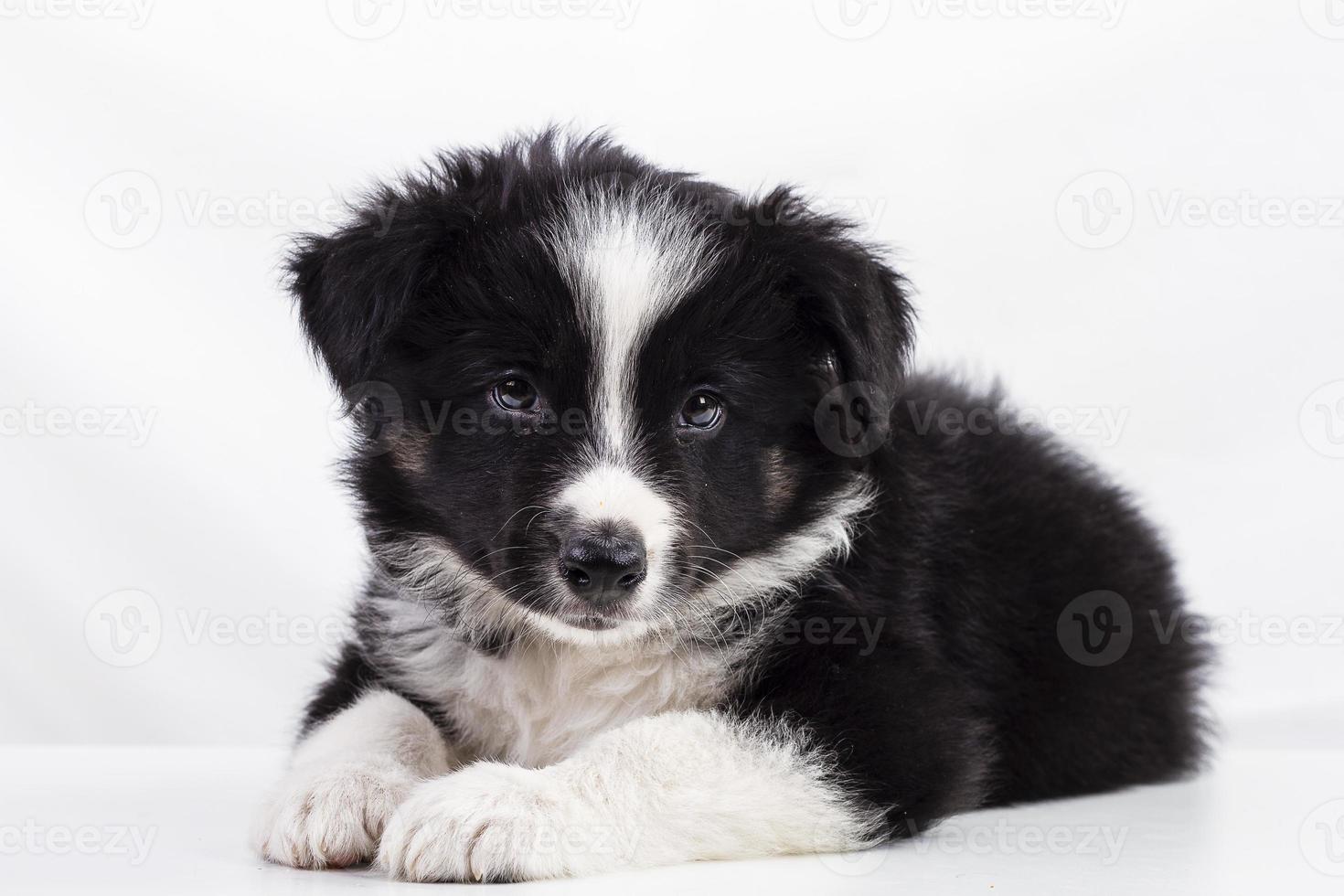 border collie pup foto