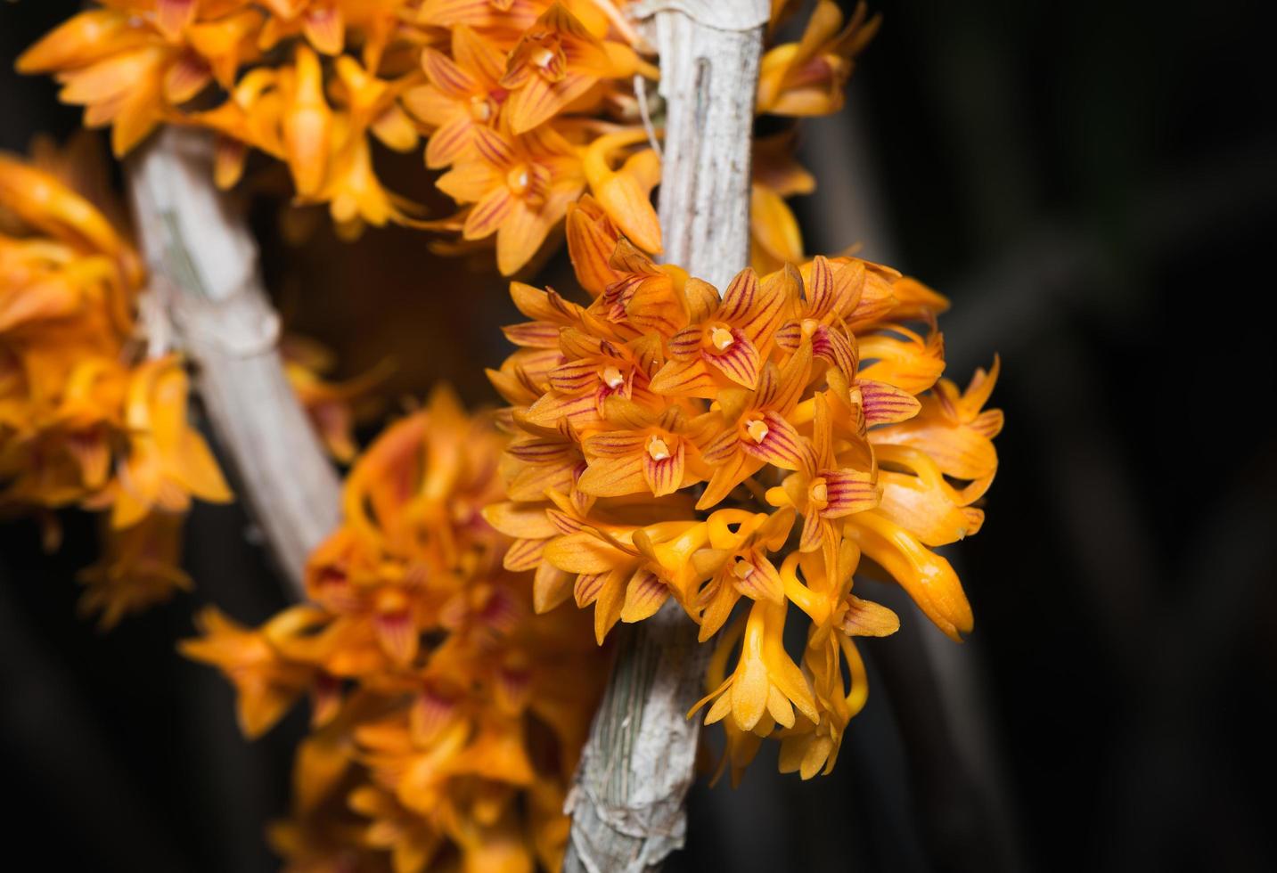 klein oranje dendrobium orchidee bloem foto