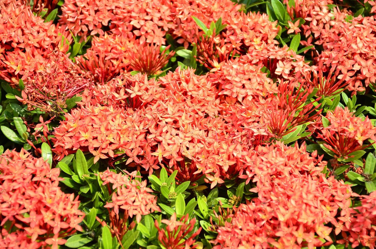 rood pin bloemen van Thailand. deze klein bloem soorten Thais mensen telefoontje het dok khem. foto