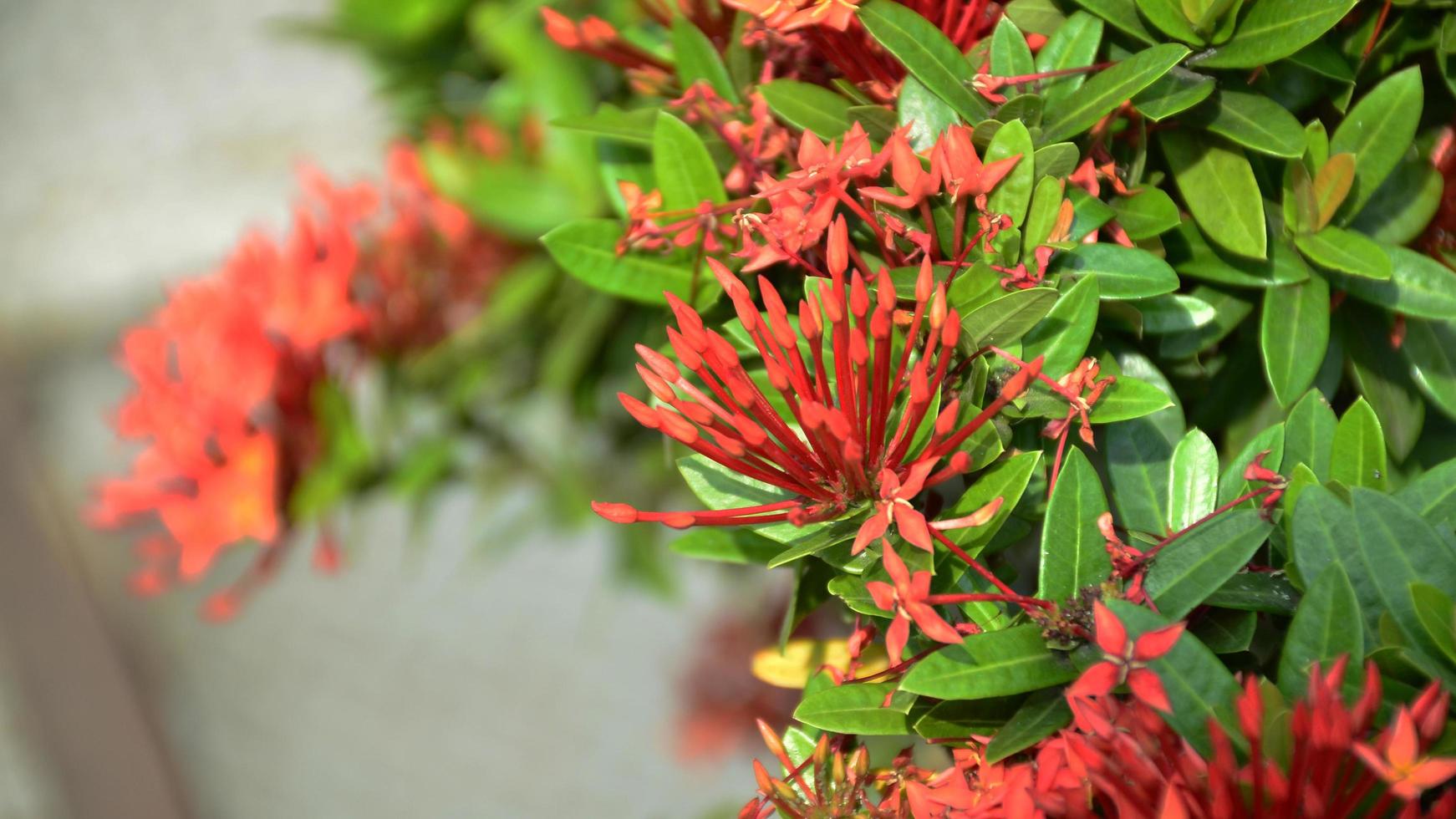 rood pin bloemen van Thailand. deze klein bloem soorten Thais mensen telefoontje het dok khem. foto