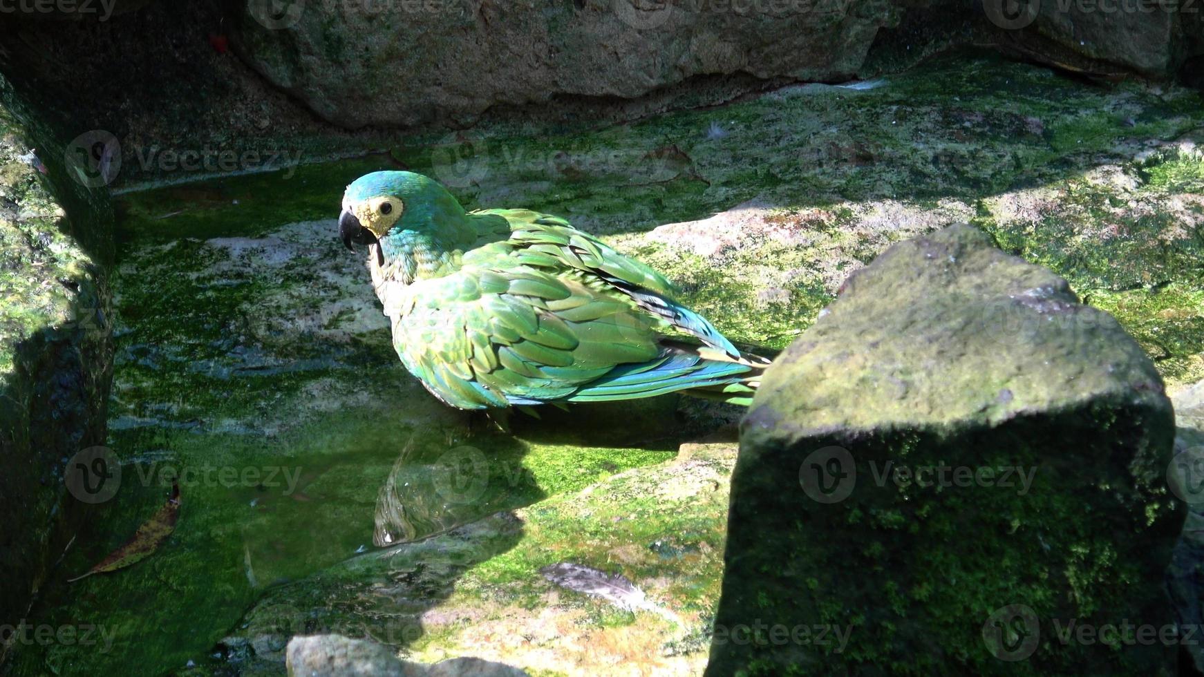 groen papegaai amazone farinosa. groen papegaai met geel veren. foto