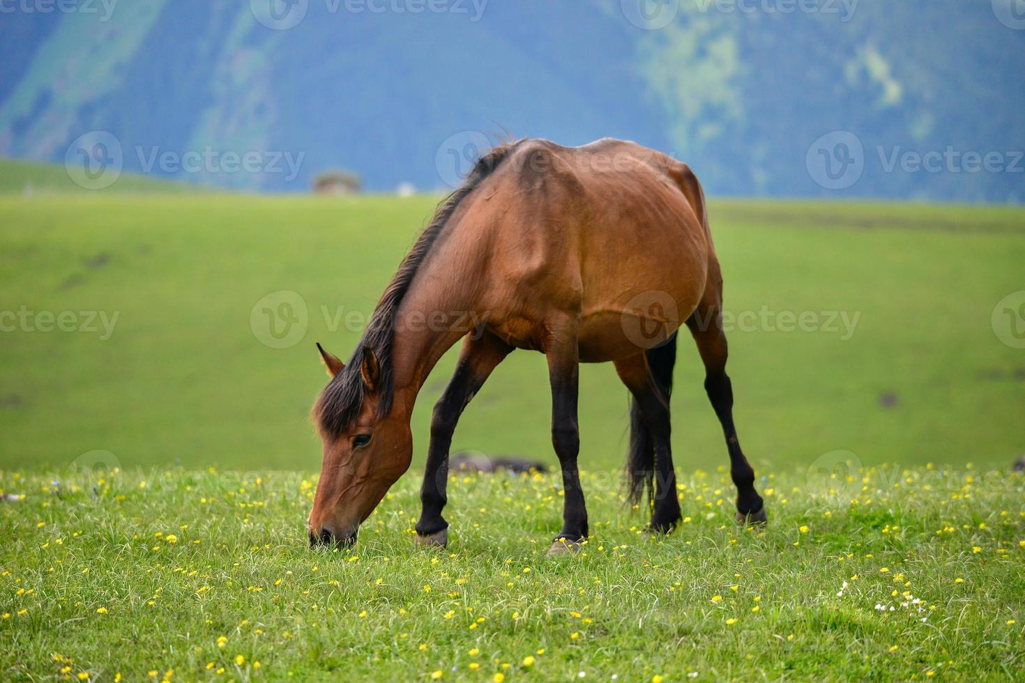 paarden begrazing Aan de qiongkushitai grasland in xinjiang foto