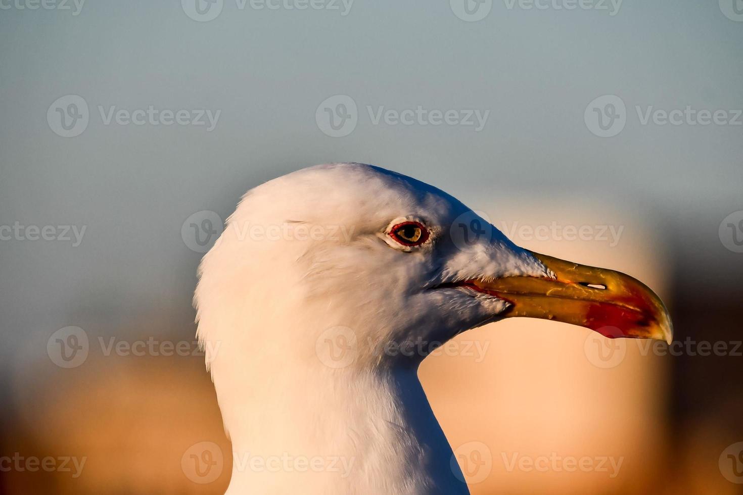 zeemeeuw in Marokko foto