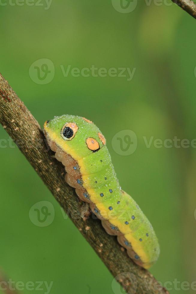 kruidenstruik zwaluwstaart vlinder rups- foto