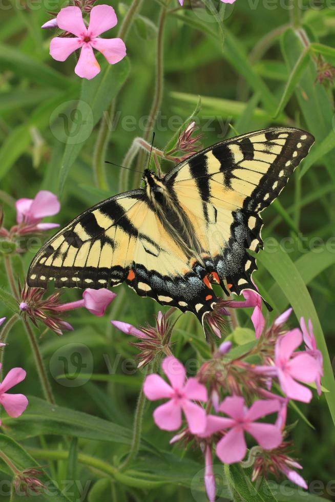 oostelijk tijger zwaluwstaart vrouw Aan prairie flox foto