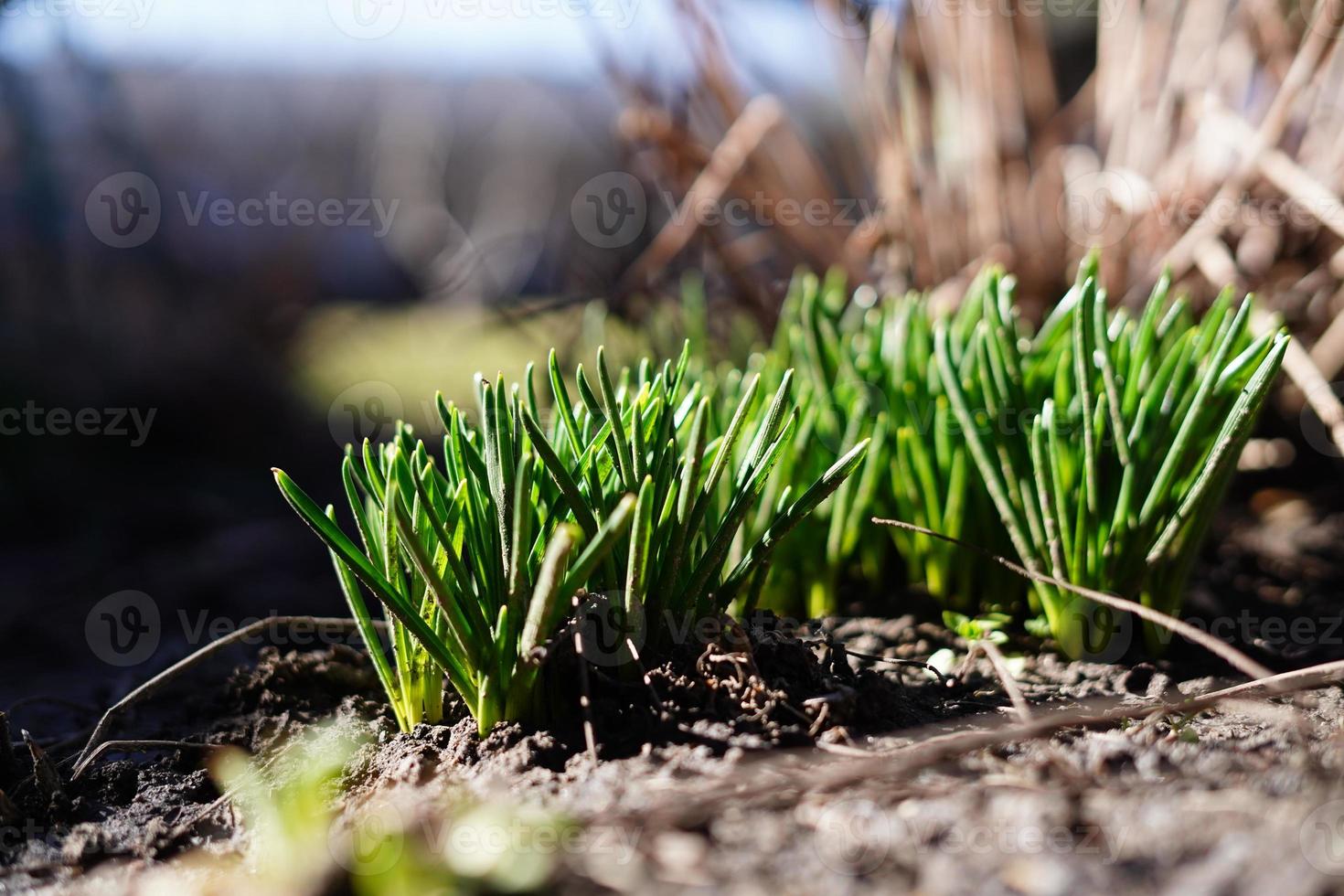 de eerst, voorjaar spruiten van groen gras, Aan een warm zonnig dag, na een verkoudheid winter. schoonheid in natuur. dichtbij omhoog. kopiëren ruimte foto
