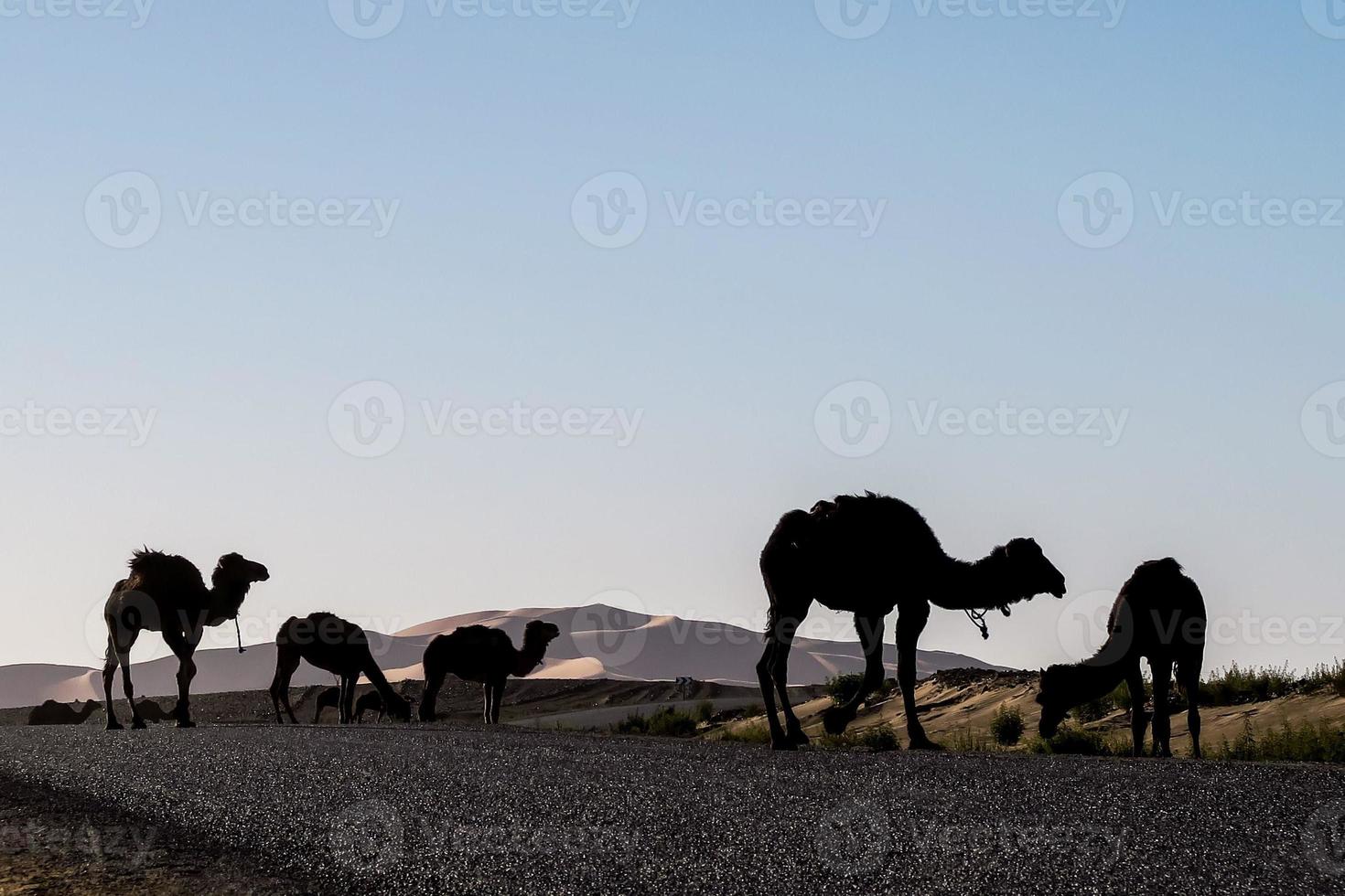 kamelen in marokko foto