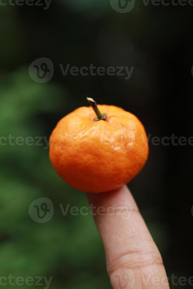 een dichtbij omhoog van mini citrus fruit geplaatst Aan vingertoppen met bomen in de achtergrond. fruit foto concept.