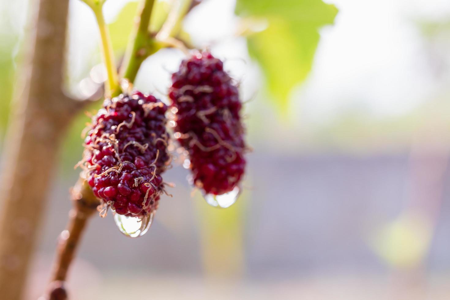 verse moerbei, zwarte rijpe en rode onrijpe moerbeien opknoping op een tak foto