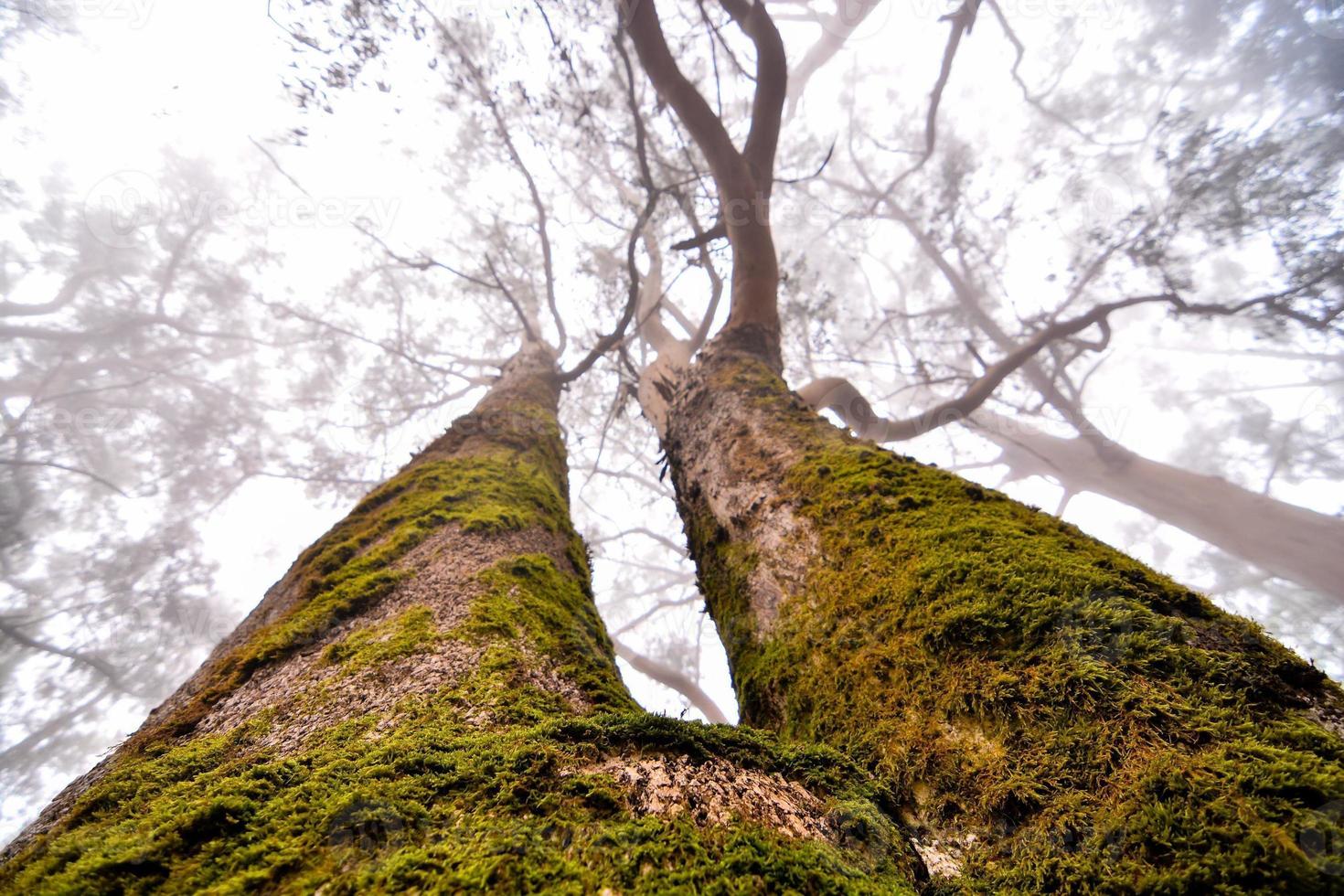 bomen in het bos foto