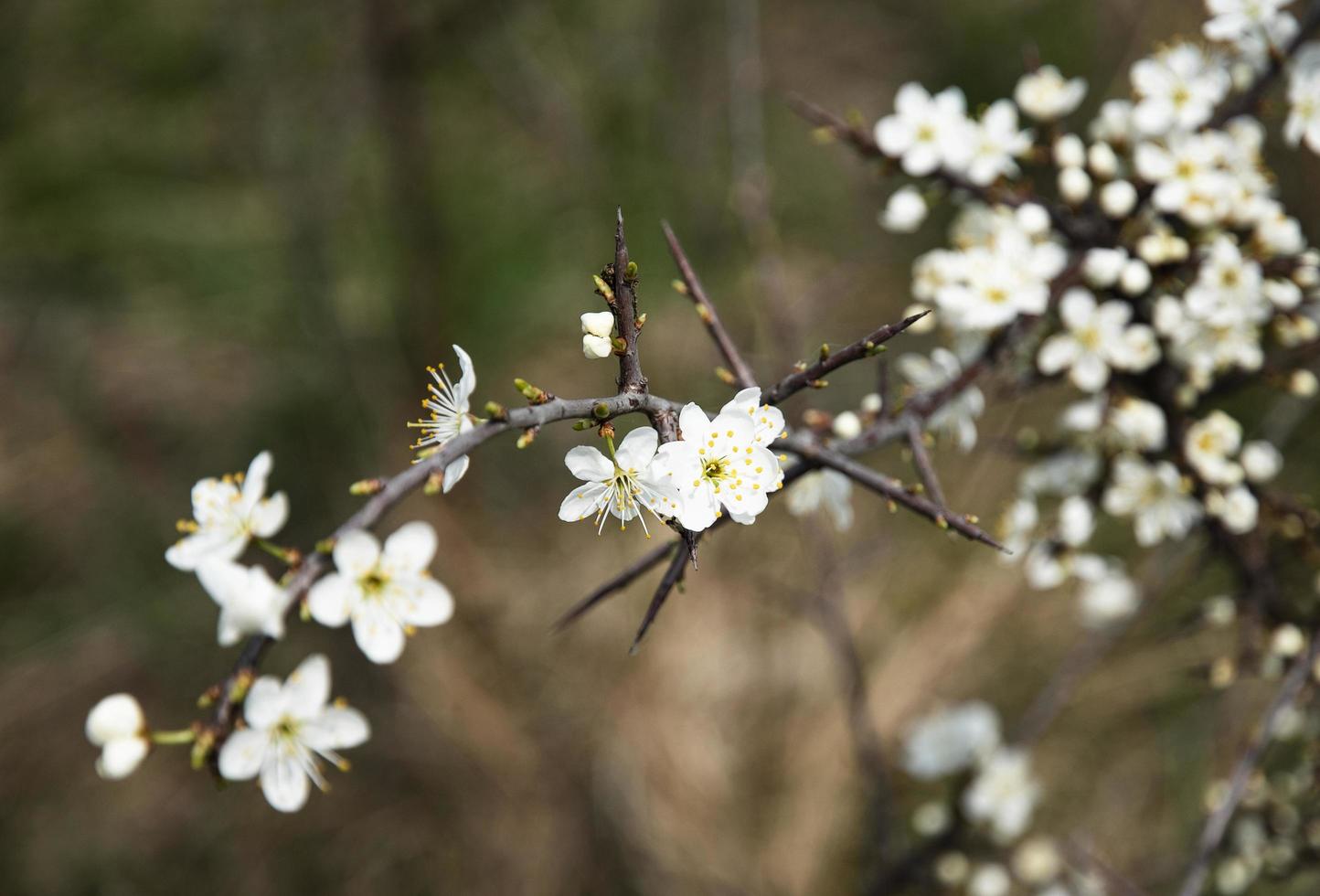 witte bloesems op boom foto