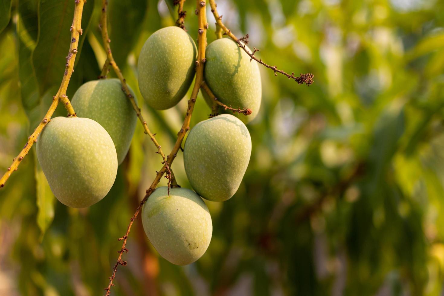 rauwe wilde groene mango's opknoping op een tak foto