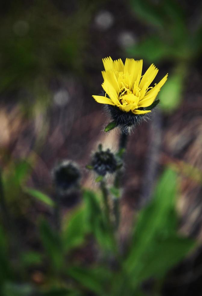 gele bloem op een donkere achtergrond foto