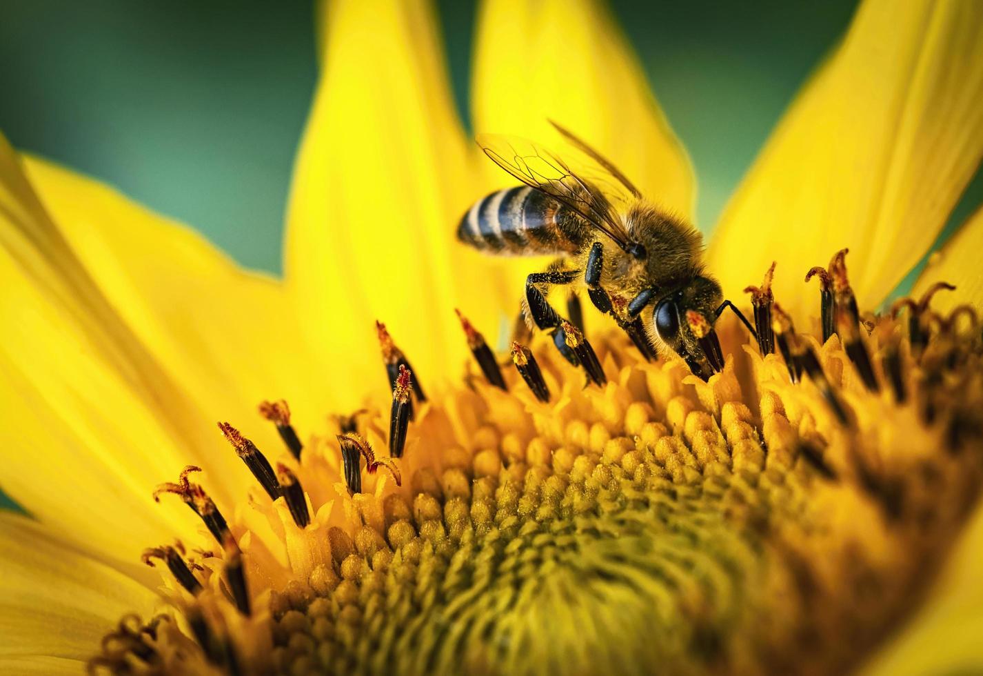 bij op zonnebloem foto