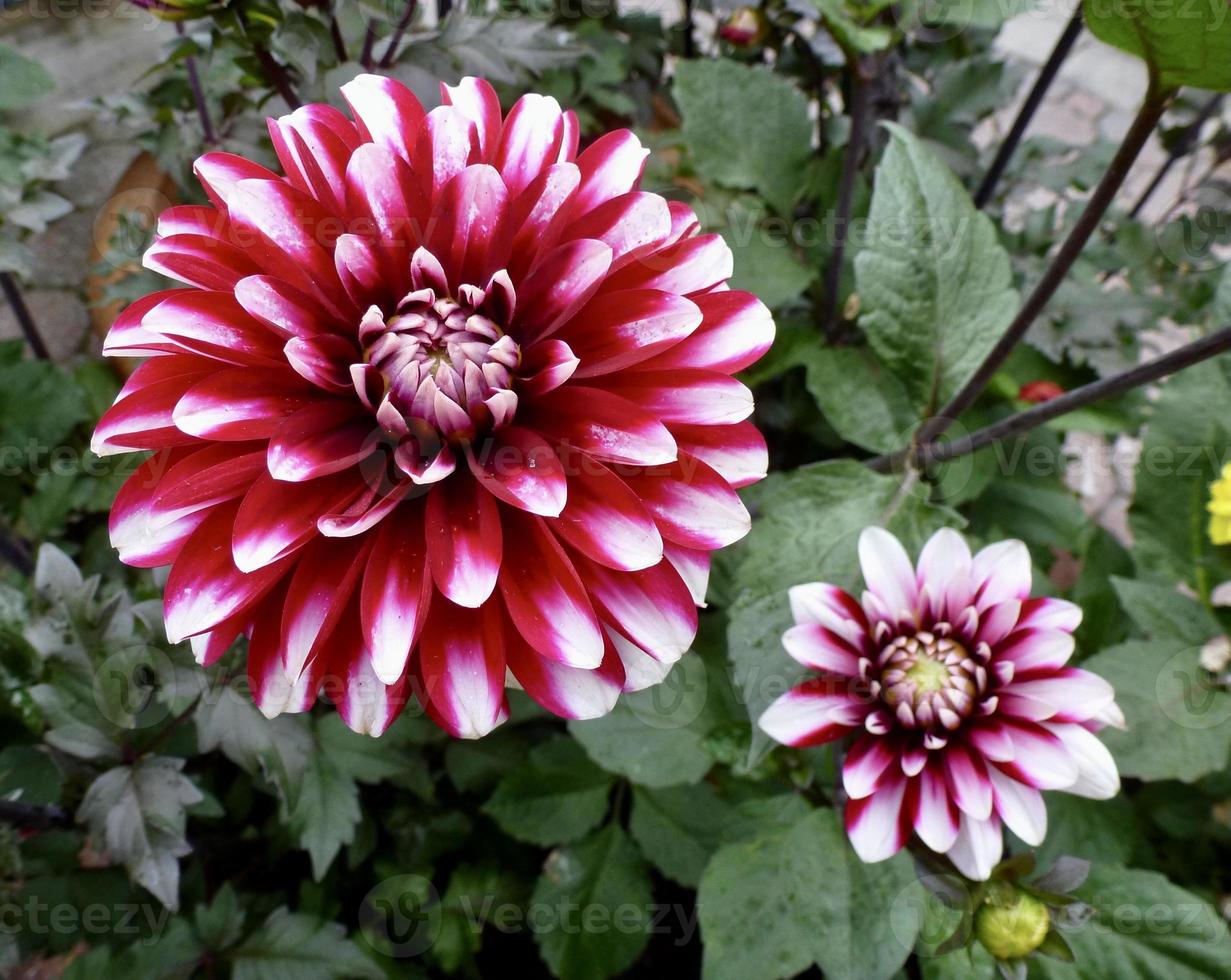 mooi rood en wit dahlia foto