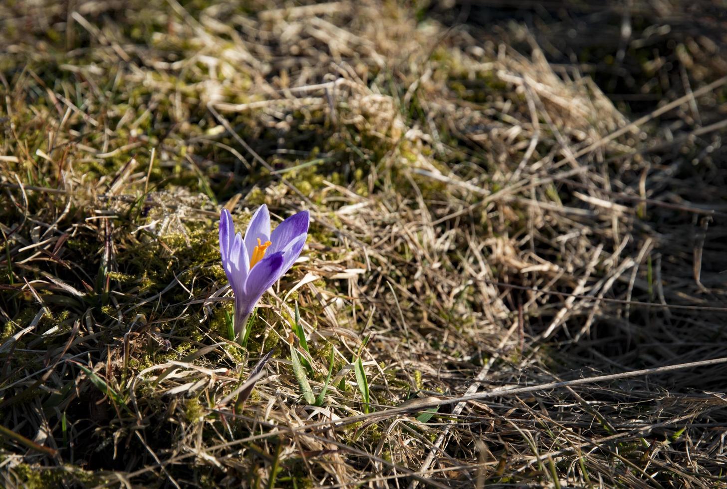 saffraanbloem in het gras foto