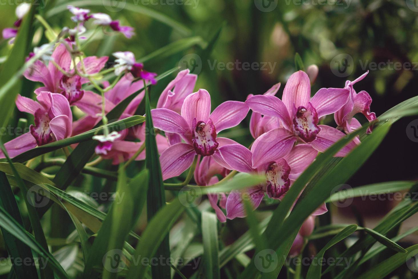 orchideeën bloeiend in de tuin, roze cymbidium of boot-orchidee bloemen tegen groen bladeren foto
