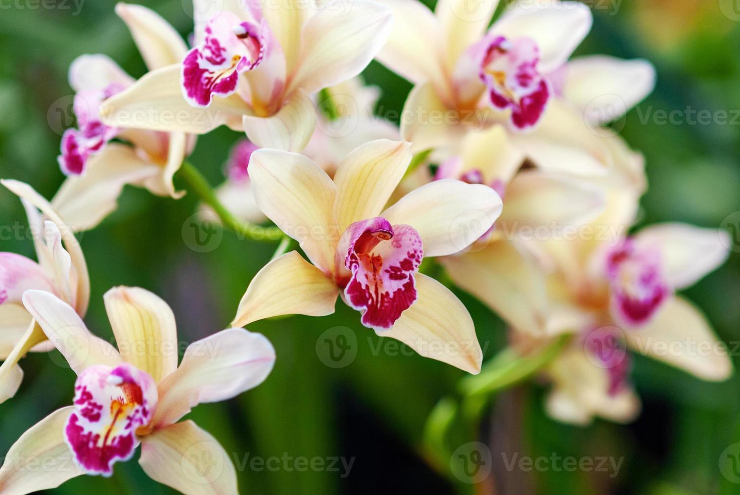 mooi oosters orchidee bloemen in botanisch tuin, detailopname cymbidium orchidee foto