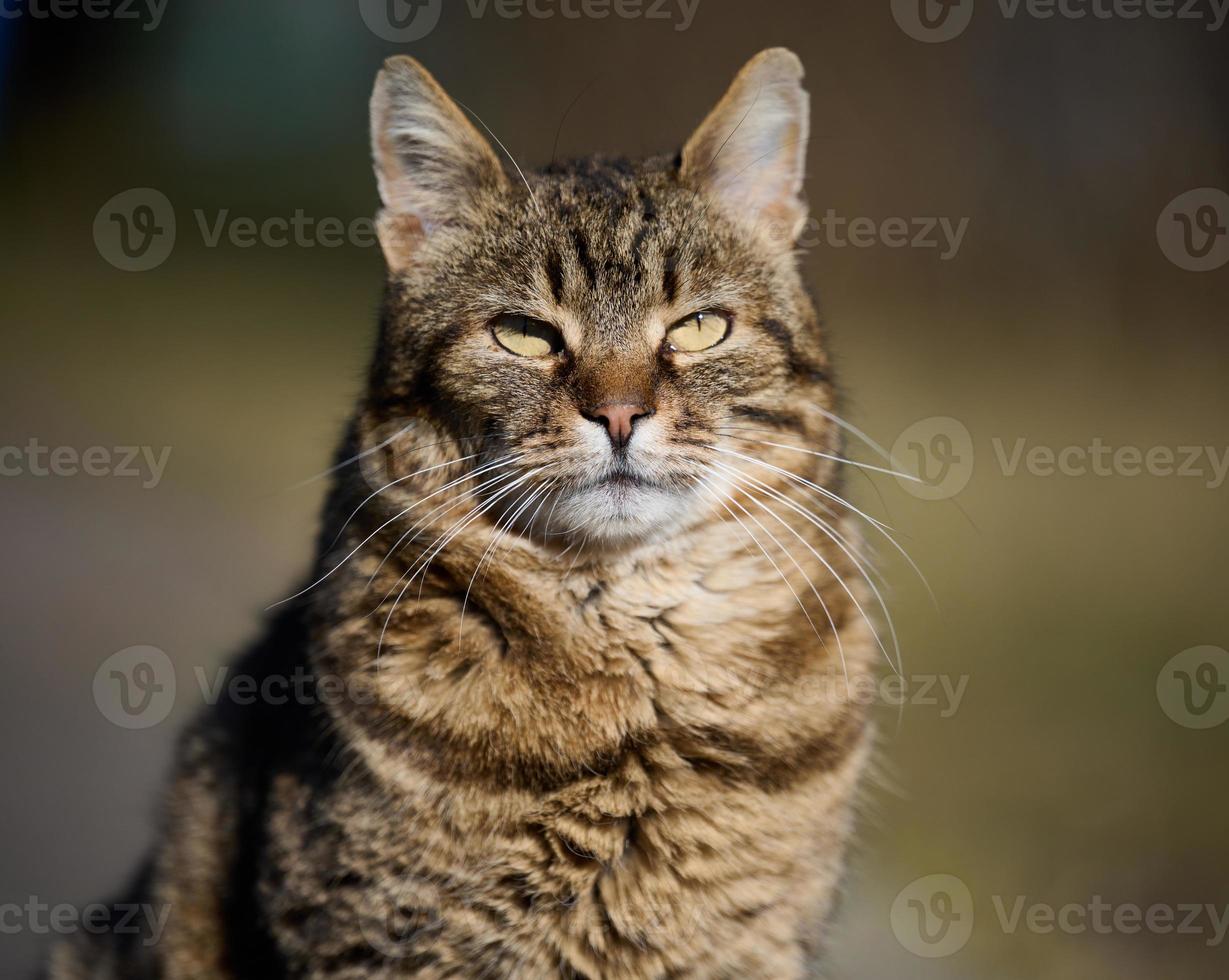 een volwassen straat kat is ontspannende in natuur Aan een zonnig dag foto