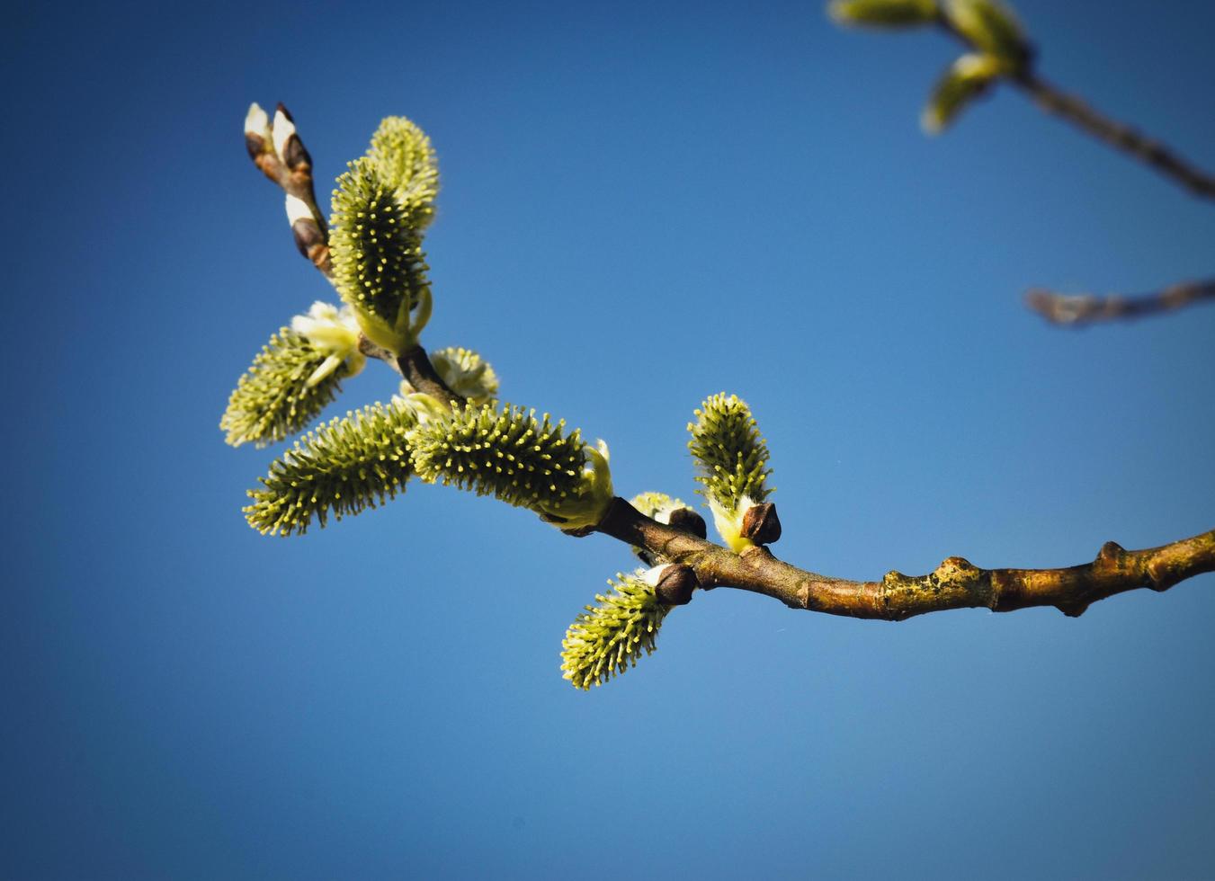 lentebloemen op boomtakken foto